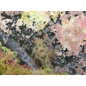 Synchiropus picturatus 3-5 cm