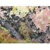 Synchiropus picturatus 3-5 cm