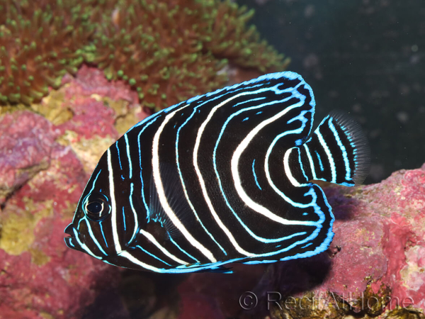Pomacanthus semicirculatus juvénile 6-9 cm