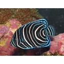 Pomacanthus semicirculatus juvénile 6-9 cm