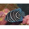 Pomacanthus semicirculatus juvénile 6-9 cm