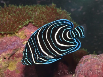 Pomacanthus semicirculatus juvénile 6-9 cm