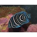 Pomacanthus semicirculatus juvénile 6-9 cm