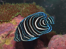 Pomacanthus semicirculatus juvénile 6-9 cm