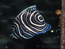 Pomacanthus imperator juvénile 4-6 cm