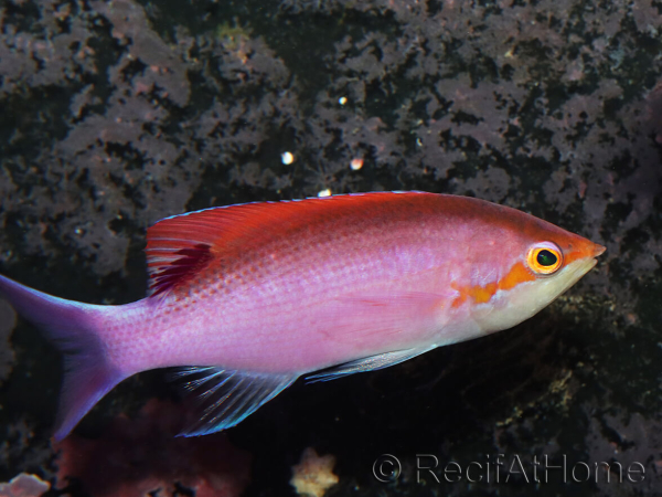 Pseudanthias tuka mâle 7-9 cm