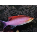 Pseudanthias tuka mâle 7-9 cm