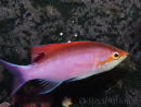 Pseudanthias tuka mâle 7-9 cm