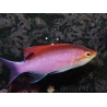 Pseudanthias tuka mâle 7-9 cm