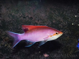 Pseudanthias tuka mâle 7-9 cm