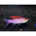 Pseudanthias tuka mâle 7-9 cm