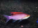 Pseudanthias tuka mâle 7-9 cm