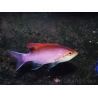 Pseudanthias tuka mâle 7-9 cm