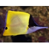 Forcipiger flavissima 7-9 cm