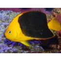Holacanthus tricolor 12-14 cm