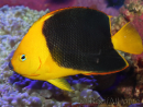 Holacanthus tricolor 12-14 cm