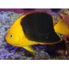 Holacanthus tricolor 12-14 cm