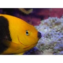Holacanthus tricolor 12-14 cm