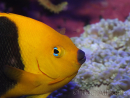 Holacanthus tricolor 12-14 cm