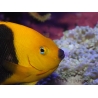 Holacanthus tricolor 12-14 cm