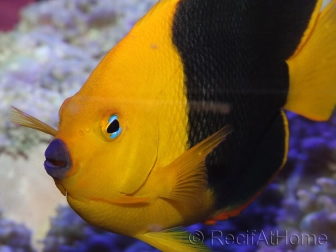 Holacanthus tricolor 12-14 cm