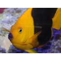 Holacanthus tricolor 12-14 cm