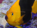 Holacanthus tricolor 12-14 cm