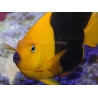 Holacanthus tricolor 12-14 cm