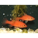 Fowleria flammea