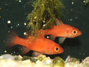 Fowleria flammea