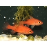 Fowleria flammea