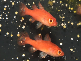 Fowleria flammea