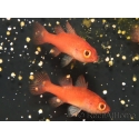 Fowleria flammea