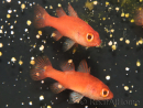 Fowleria flammea