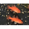 Fowleria flammea