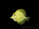 Zebrasoma flavescens Elevage Biota Acclimatés 5 mois 6-8 cm WYSIWYG 