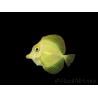 Zebrasoma flavescens Elevage Biota Acclimatés 5 mois 6-8 cm WYSIWYG 