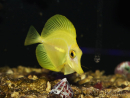 Zebrasoma flavescens Elevage Biota Acclimatés 5 mois 6-8 cm WYSIWYG 