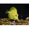 Zebrasoma flavescens Elevage Biota Acclimatés 5 mois 6-8 cm WYSIWYG 