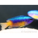 Pomacentrus coelestis 5-7 cm
