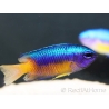 Pomacentrus coelestis 5-7 cm