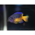 Pomacentrus coelestis 5-7 cm