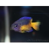 Pomacentrus coelestis 5-7 cm