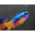 Pomacentrus coelestis 5-7 cm