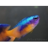 Pomacentrus coelestis 5-7 cm