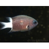 Chromis bicolor 3-5 cm