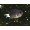 Chromis bicolor 3-5 cm