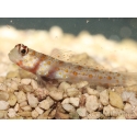 Amblyeleotris guttata 4-6 cm
