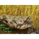Tetraodon lineatus FAHAKA