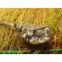 Tetraodon lineatus FAHAKA